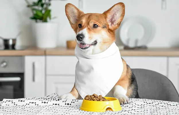 dog sitting at table with food bowl