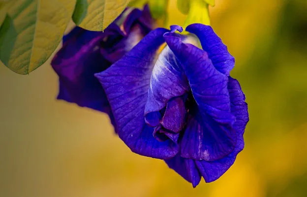 butterfly pea flower
