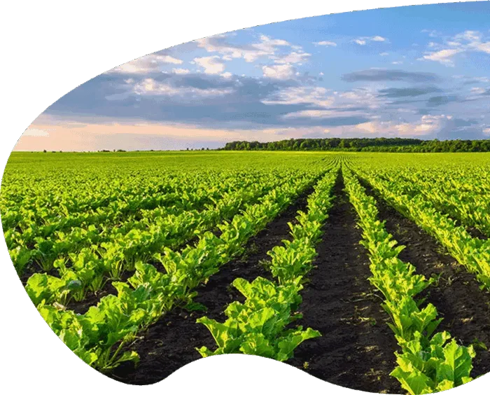 field