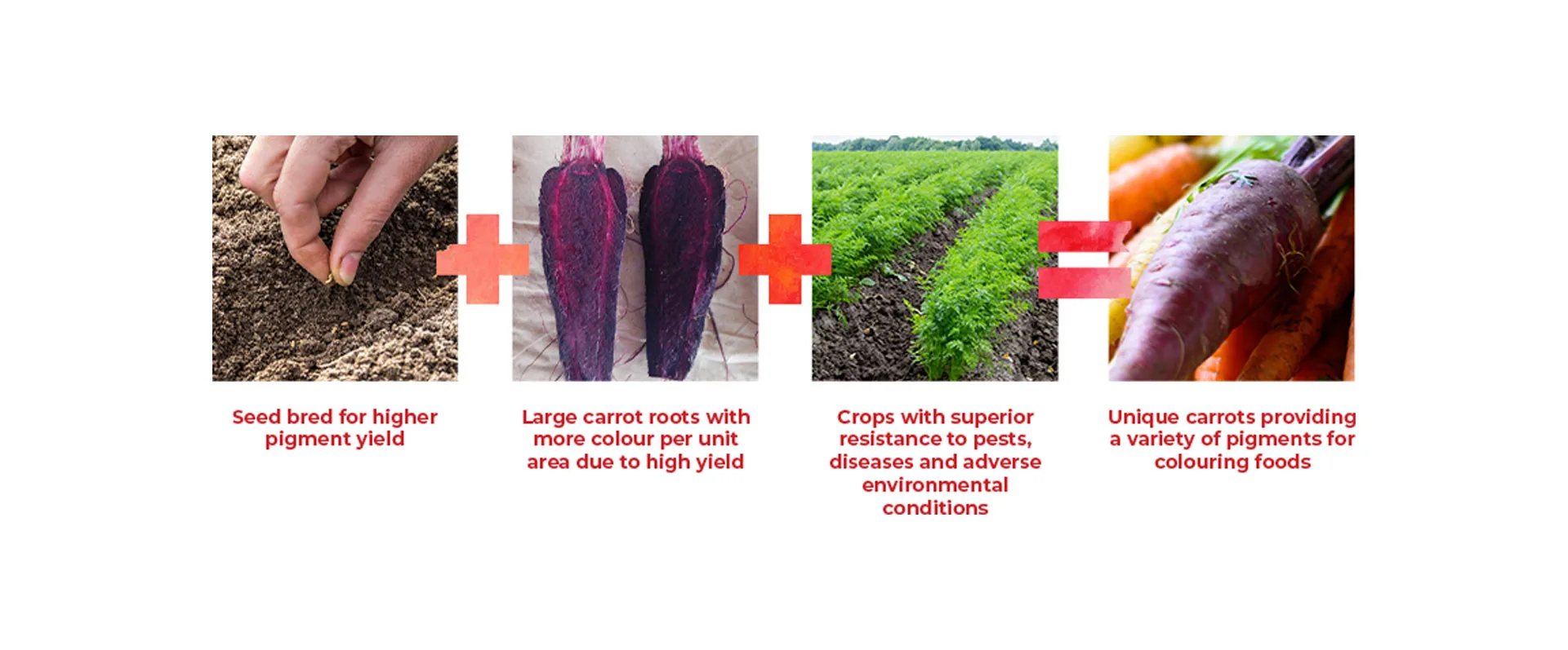 carrot diagram