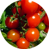 Tomatoes