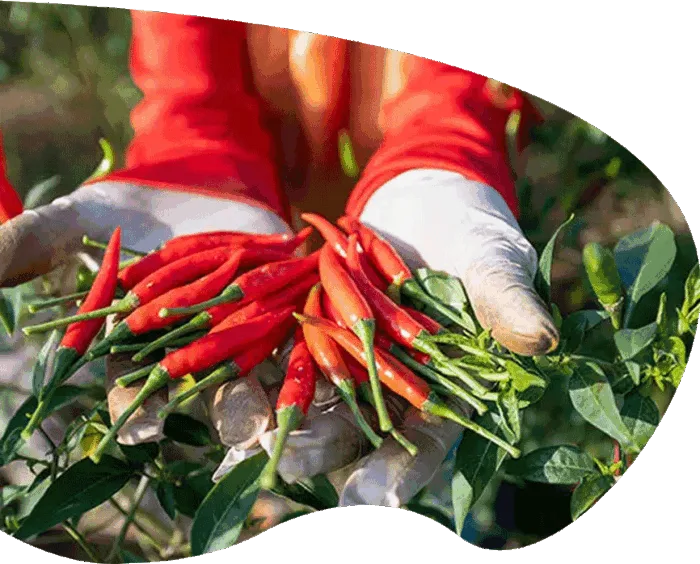 red peppers