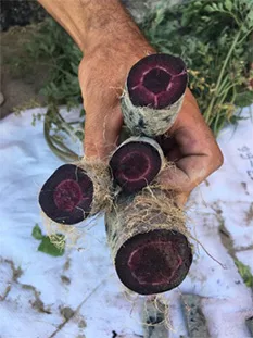 black-carrot