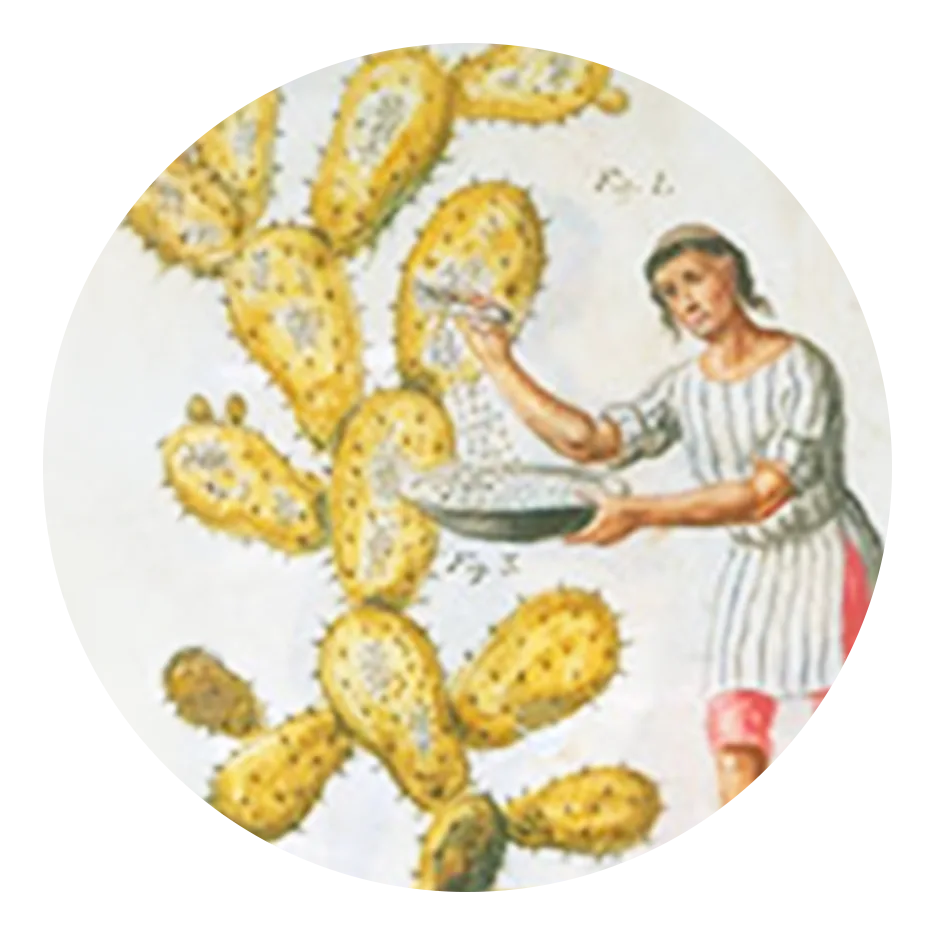 Cochineal and Carmine Product History