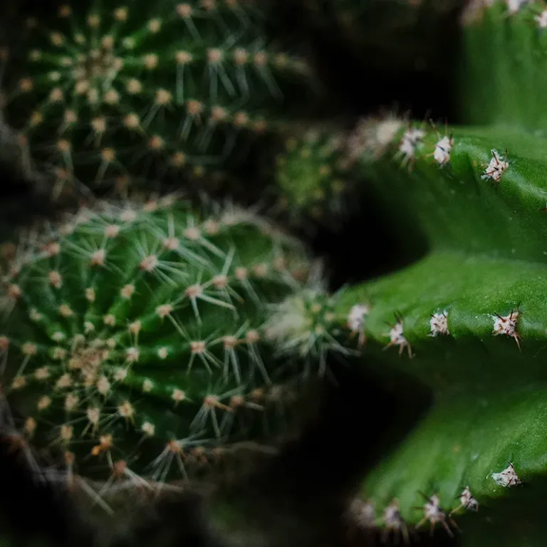 Prickly Pear Catcus