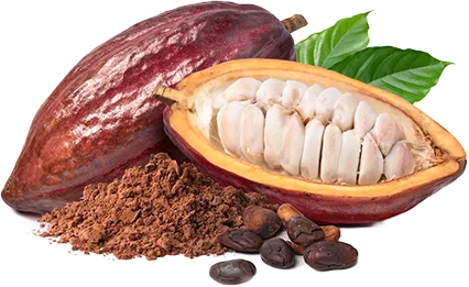 cocoa pods