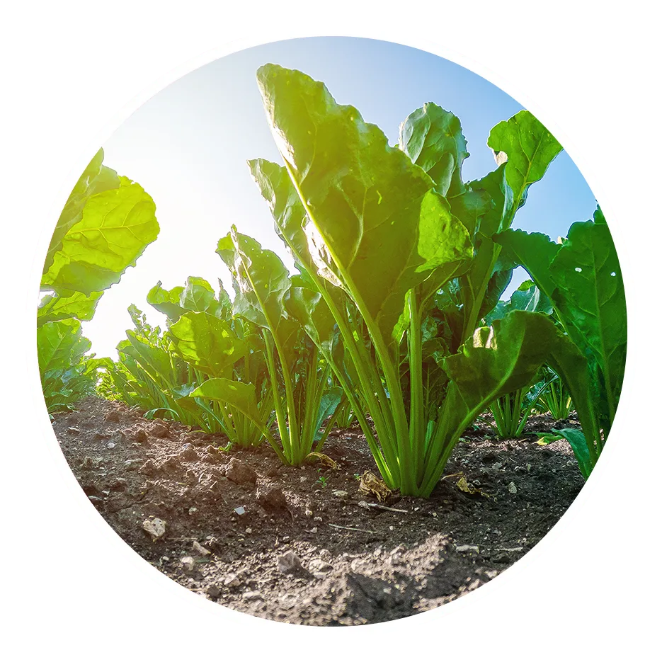 farming