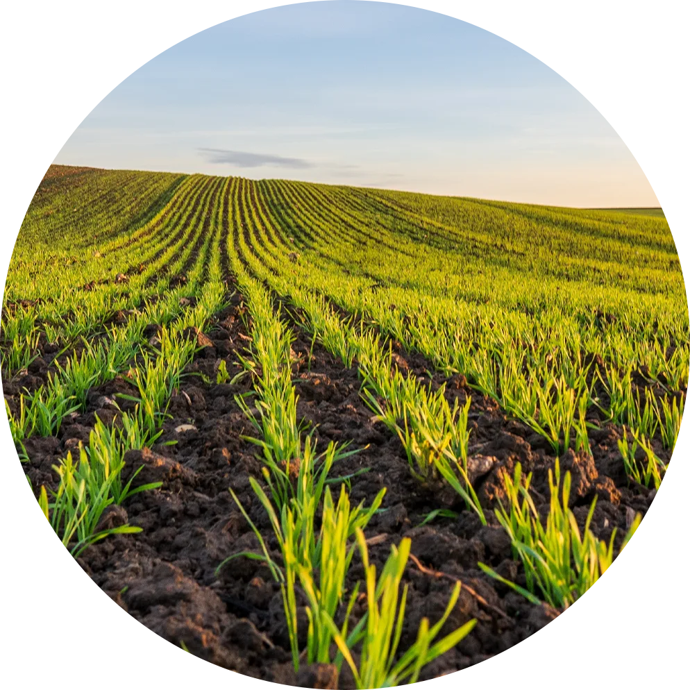 large field with crops