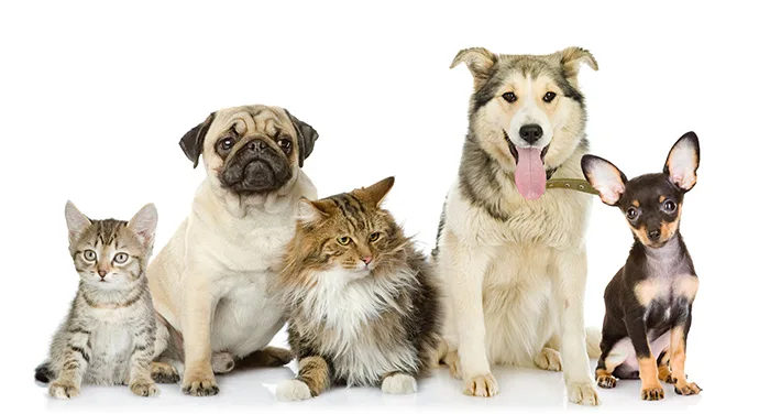 dog-family