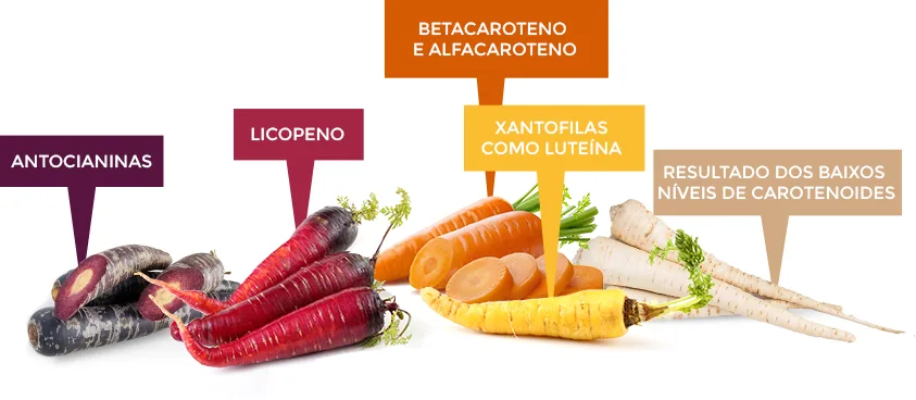 carrot-family