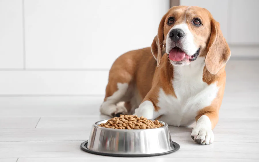 beagle with bowl of dog food