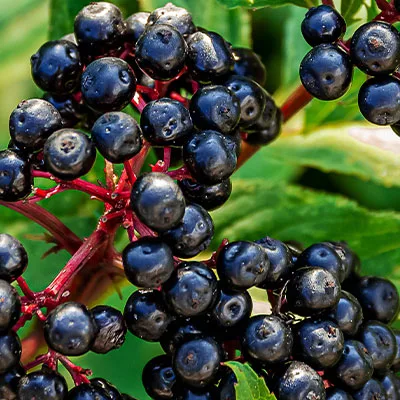 elderberries
