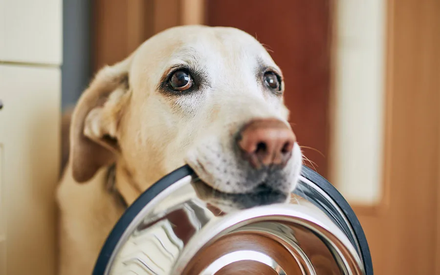 sad dog holding empty food bowl in mouth