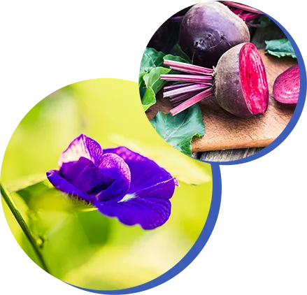 beet root and blue flower collage