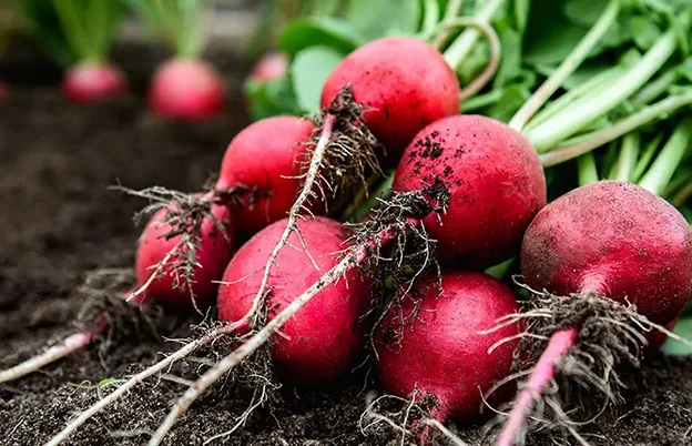 radishes