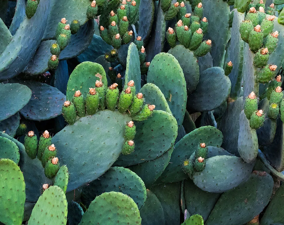 prickly pear cacti