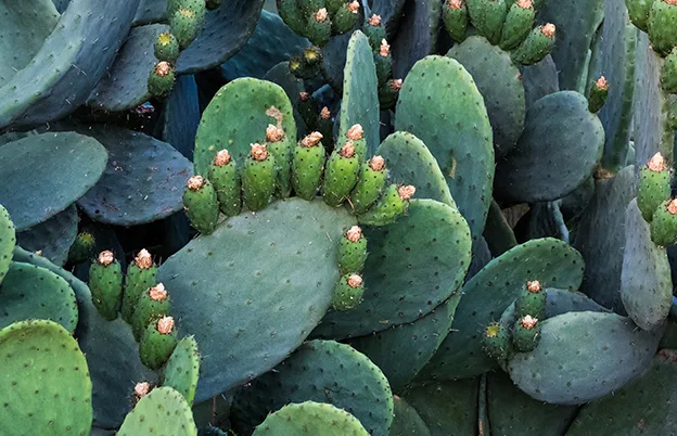 prickly pear cacti