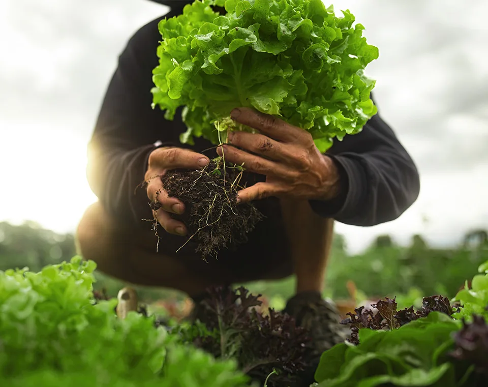 sustainability, farming partnerships