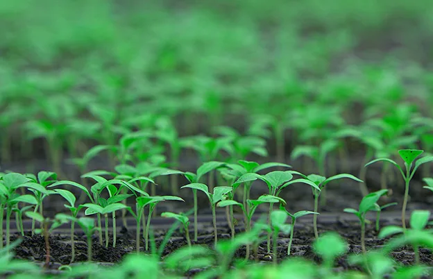 seedlings