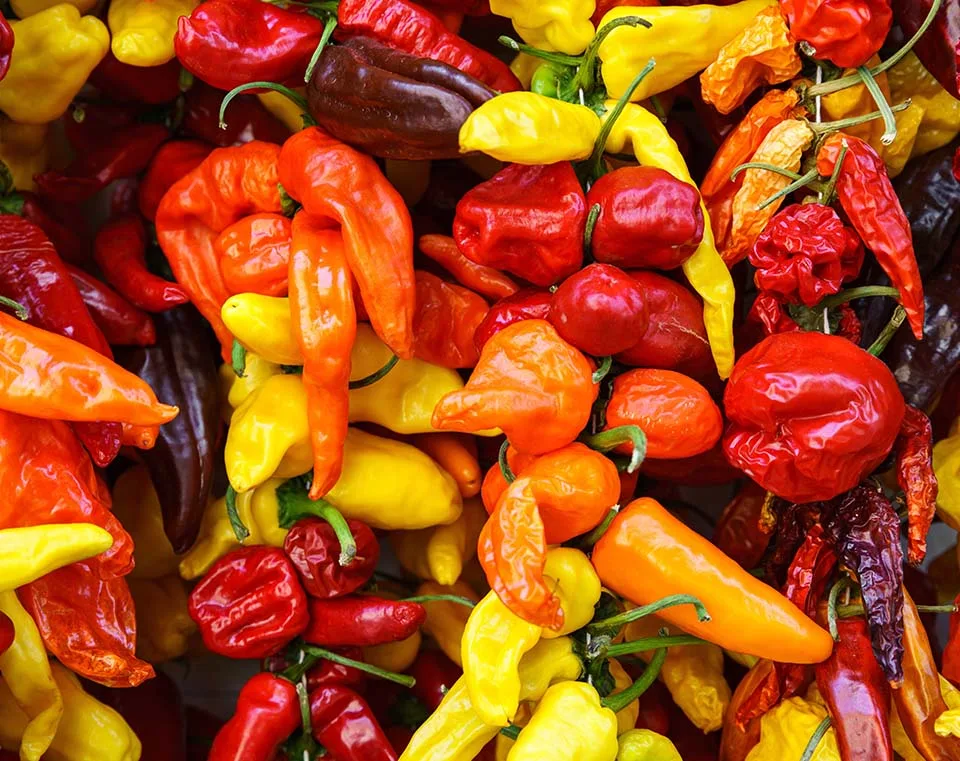 various chilli peppers