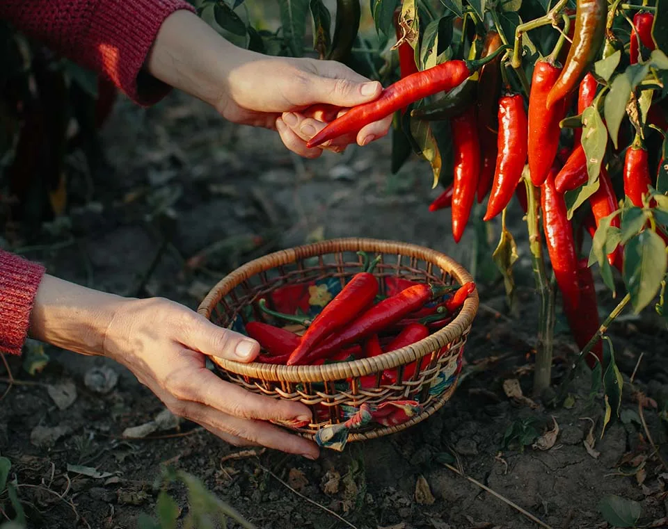 Farmer harvesting chili peppers