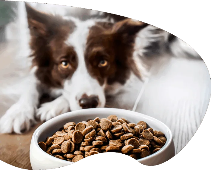 pet food