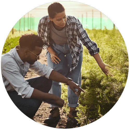 workers checking crops for safety