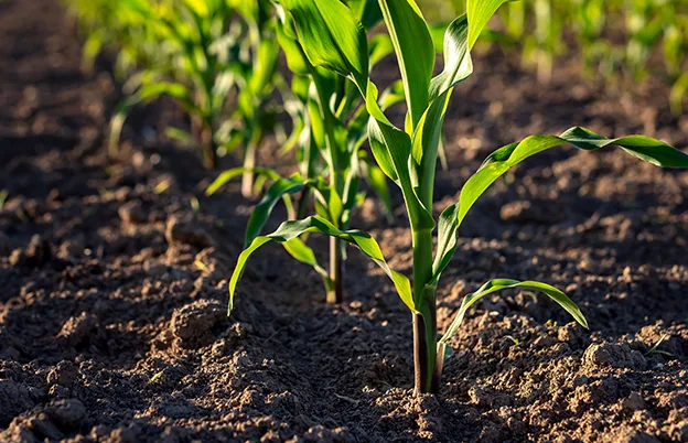 close up farm crops