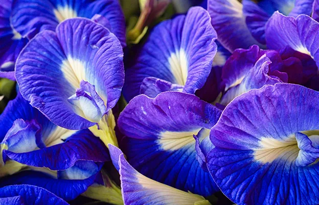 butterfly pea flowers macro photography