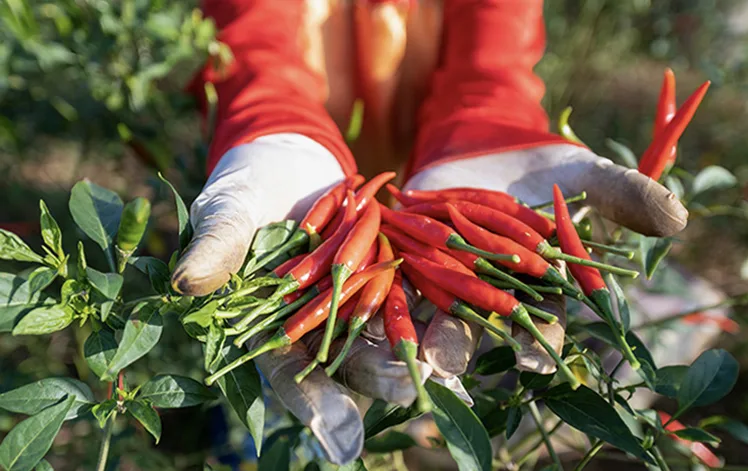 red peppers in hands
