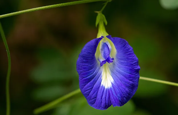 butterfly pea flower