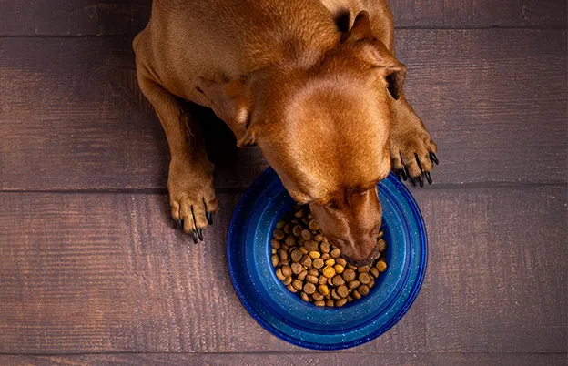 dog eating kibble from dog bowl