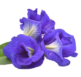 purple flower