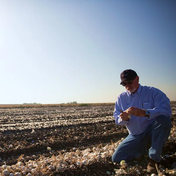 sensient worker kneeling in field