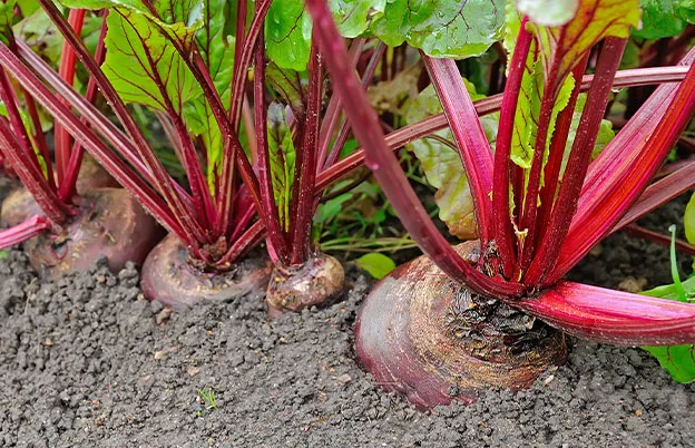 beet roots