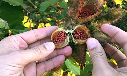 Person intercropping colors in plants