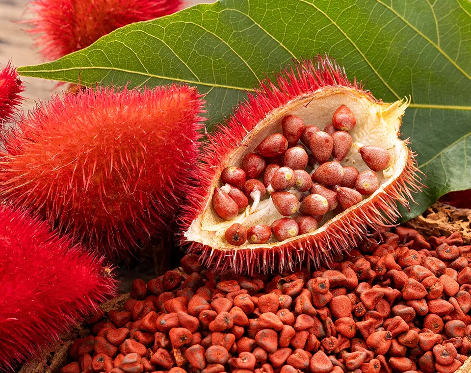 annatto