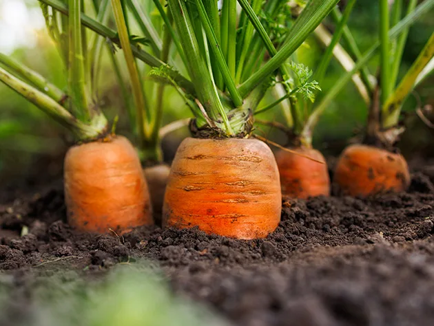 certasure unintentional adulteration