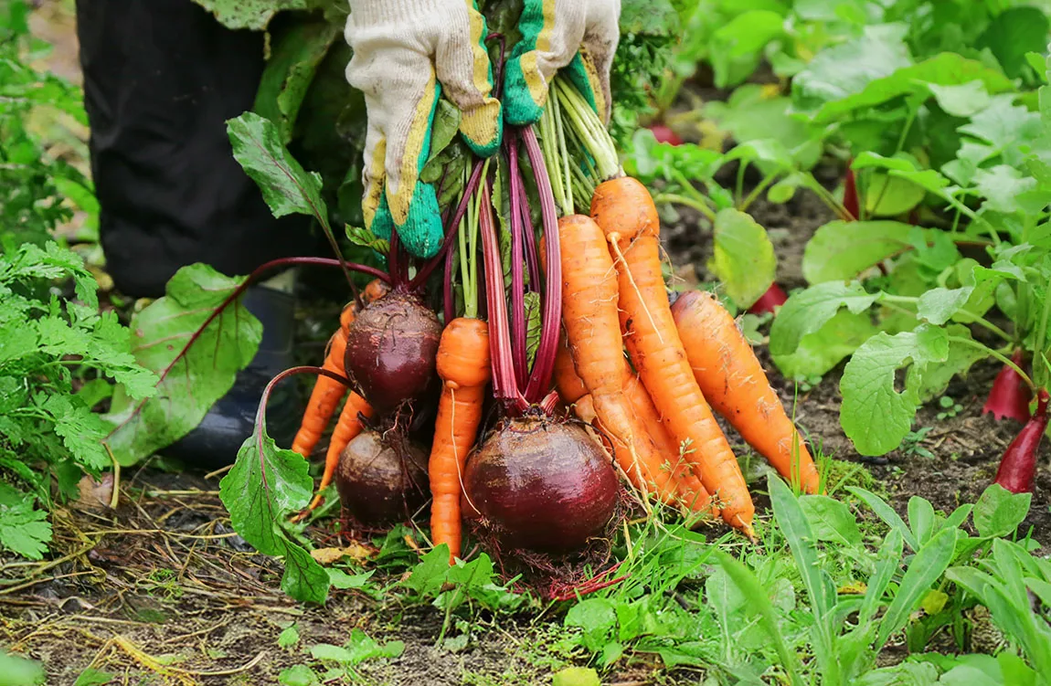 farmer harvesting carrots and beet roots