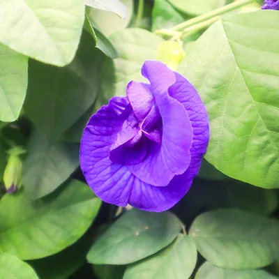 butterfly pea flower